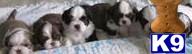 Puppies in Santa maria